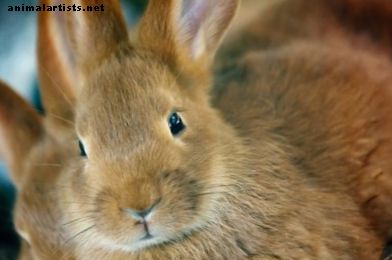 Hvorfor mister kaniner pels fra deres frakke?