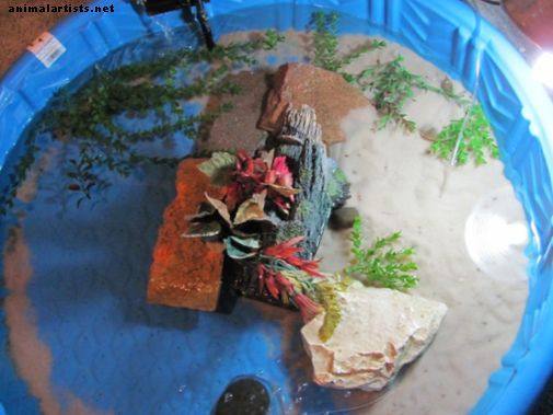 Innendørs Turtle Pool Setup