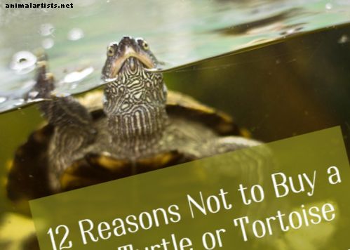 12 grunner til ikke å kjøpe en kjæledyrskilpadde eller skilpadde