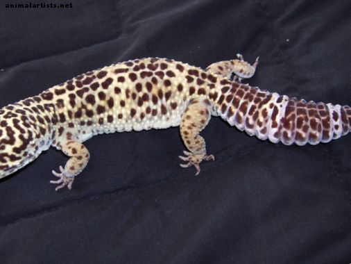 Leopard Gecko-kasteproblemer
