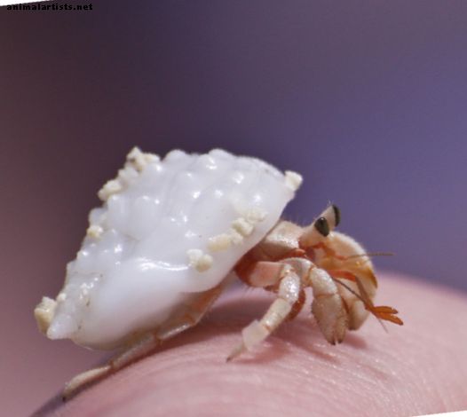 Hvordan ta vare på en molting eremittkrabbe