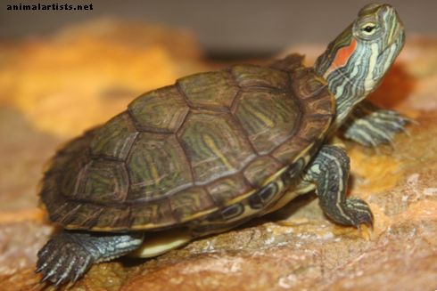 Starostlivosť o korytnačku červenohnedú: Nastavenie nádrže, kŕmenie a údržba