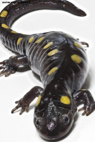 Las mejores salamandras y tritones para mascotas principiantes