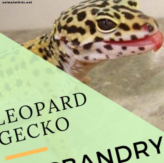 Hvordan sette opp et leopard Gecko-kabinett