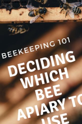 Biavl og forskjellige bi-bigårder forklart