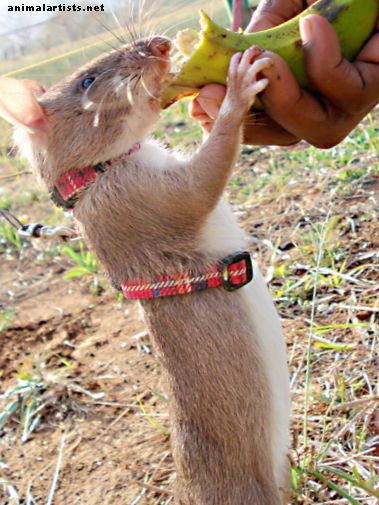 Gambijos žiurkės: egzotiniai augintiniai ir naudingi gyvūnai