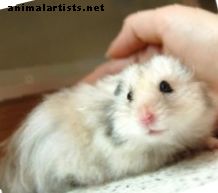 Wet Tail in Hamsters: Symptomer, behandling og Outlook