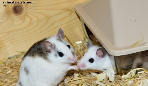 Cómo presentar dos ratones para mascotas a la misma jaula