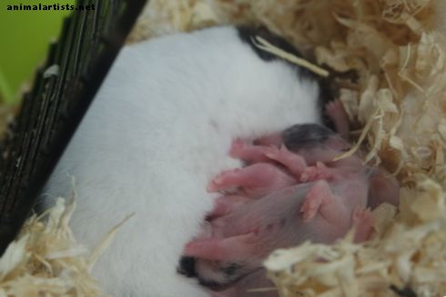 6 ting du aldri bør gjøre hvis hamsteren din har babyer