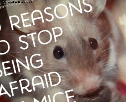 Topp 10 grunner til ikke å være redd for mus!