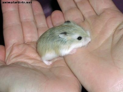 Hvordan trene hamsteren din slik at du kan holde ham