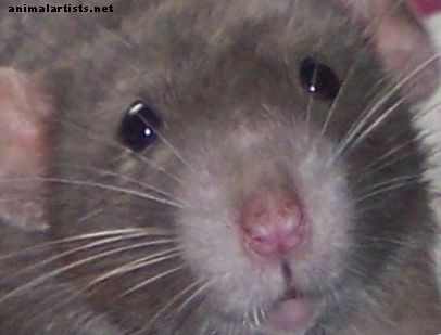 Interessante fakta om rotter