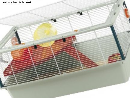 Cage Rage in Hamsters: The Complete Guide
