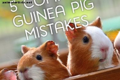 5 vanlige feil guinea griseiere gjør