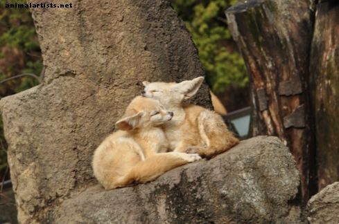 Hva spiser Fennec Foxes i naturen og i boliger?