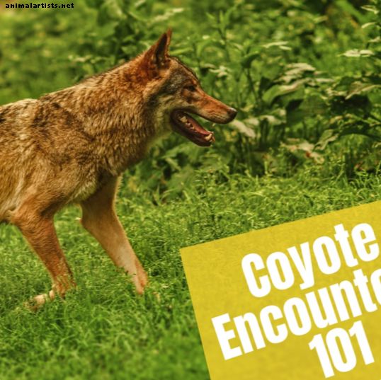 Hva du kan gjøre hvis du ser en coyote mens du går: Sikkerhetstips for dyreliv