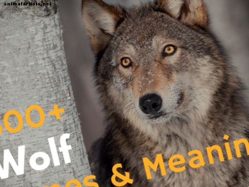 300+ Wolf Names and Meanings (Fra Alaska til Zion)