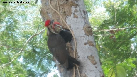 The Pileated Woodpecker: Observations of a New Family