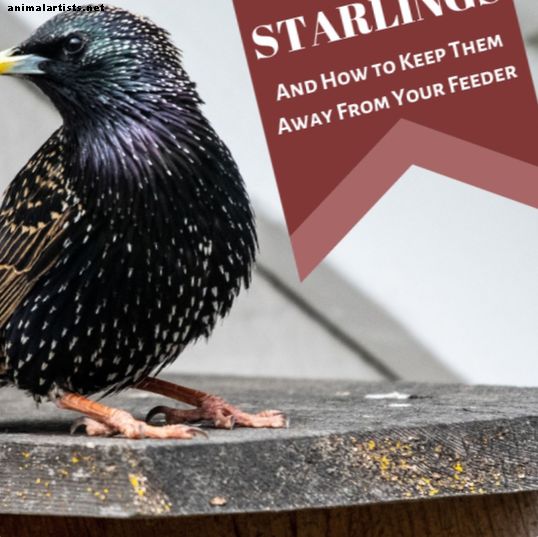 Starlinger i USA: De gode, de dårlige, fet og vakre