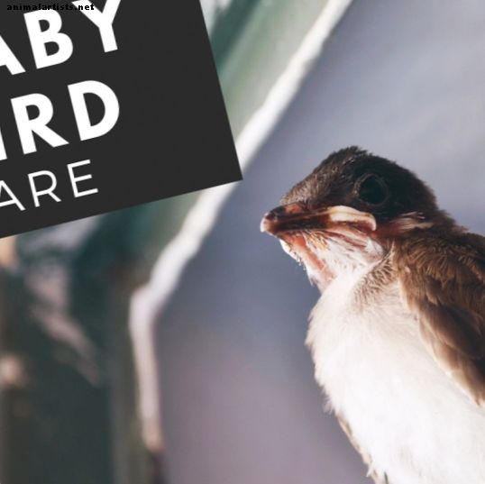 Hva gjør du hvis du finner en babyfugl — Hjelpe dyrelivet
