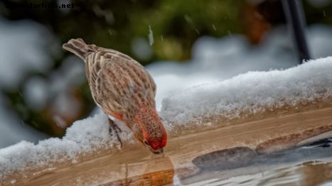 Hvorfor oppvarmede fuglebad er viktige i de frysende vintermånedene
